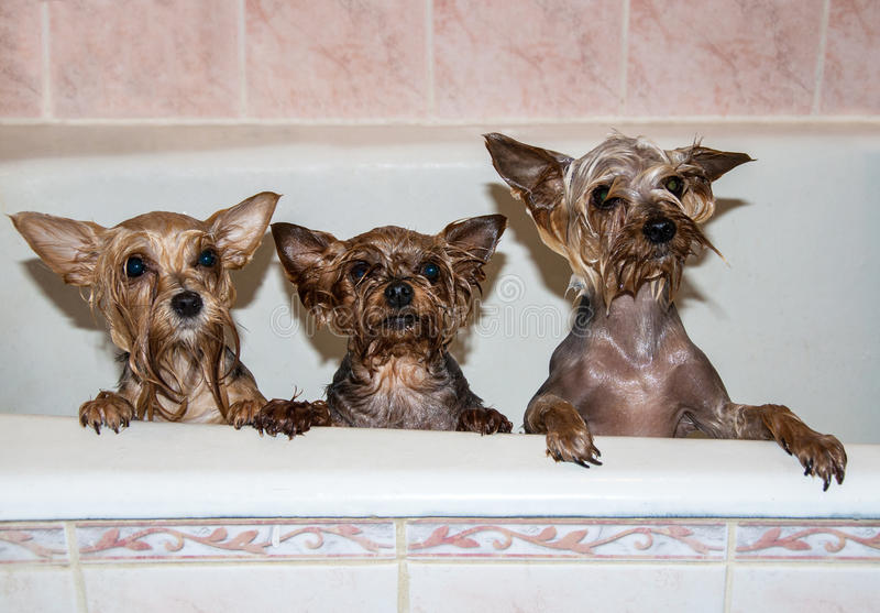cute-wet-dogs-bath-three-yorkshire-terrier-taking-95218630