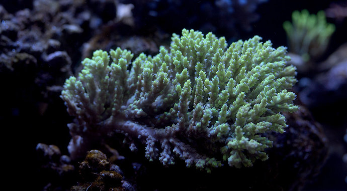 Terumbu karang Acropora aculeus
