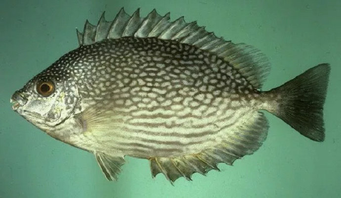 Ikan baronang