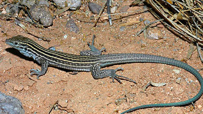 New-Mexico-Whiptail