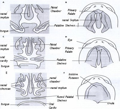Gambaran Frontal Kepala Embrio Usia 6½ Minggu-10 Minggu