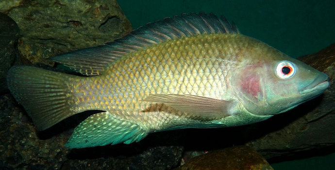 Ikan nila