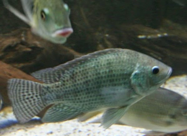 Gambar ikan nila