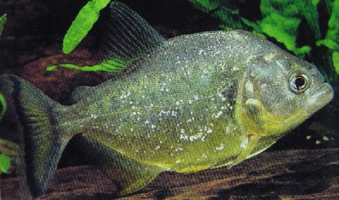 ikan piranha Serrasalmus Gibbus